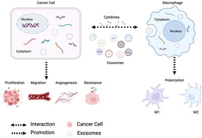 Communication molecules (ncRNAs) mediate tumor-associated macrophage polarization and tumor progression